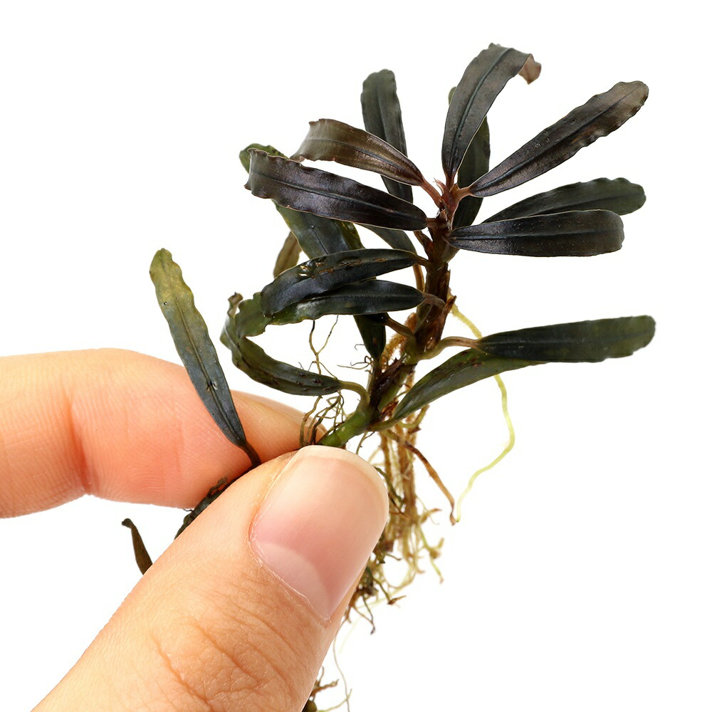 楽天市場】（水草）ブセファランドラsp．ブラックパール（東南便