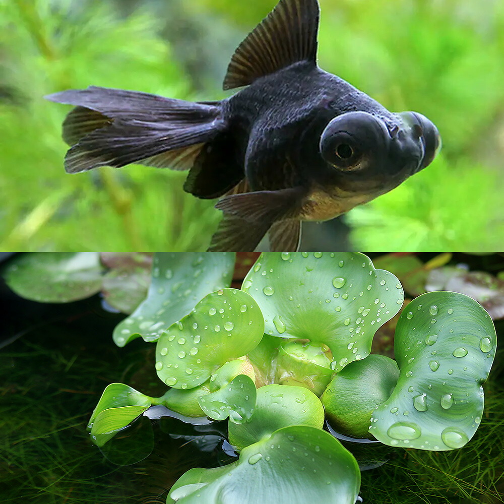 楽天市場】（国産金魚）出目金 黒（5匹） : charm 楽天市場店