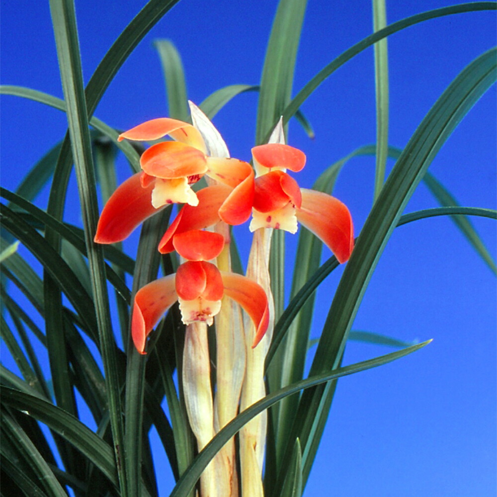 楽天市場】春の山野草 シュンラン(春蘭) 3号深(9cmポット)【ラン科植物