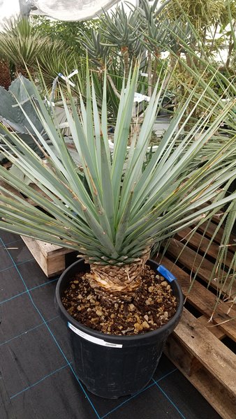 楽天市場】【現品発送】ユッカ ロストラータ 苗木 大株 幹太 H1.4m×W1