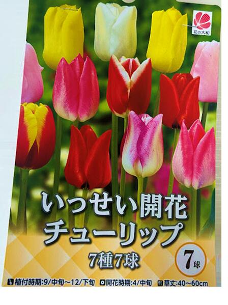 楽天市場】チューリップ三昧50球！おまかせチューリップ5種以上まぜ