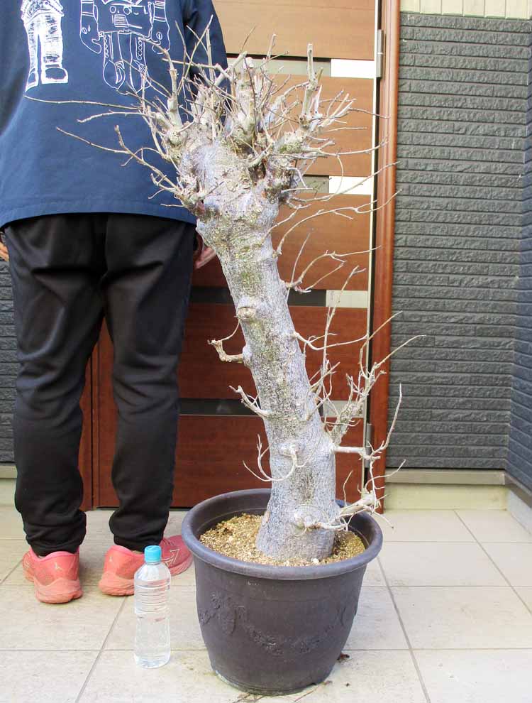 楽天市場】日時指定できません 発根済！【現品・現物】ダシリリオン