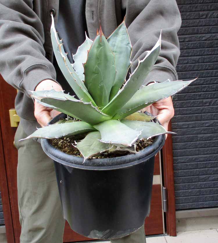 楽天市場】☆【現品・現物】アガベ・フレキスピナ （アガベ