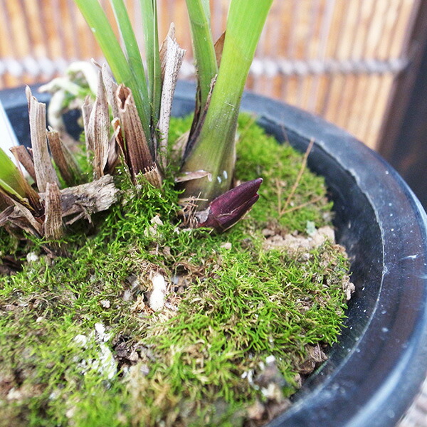 楽天市場】ニホンミツバチ誘引蘭 金稜辺 キンリョウヘン 4号 春開花