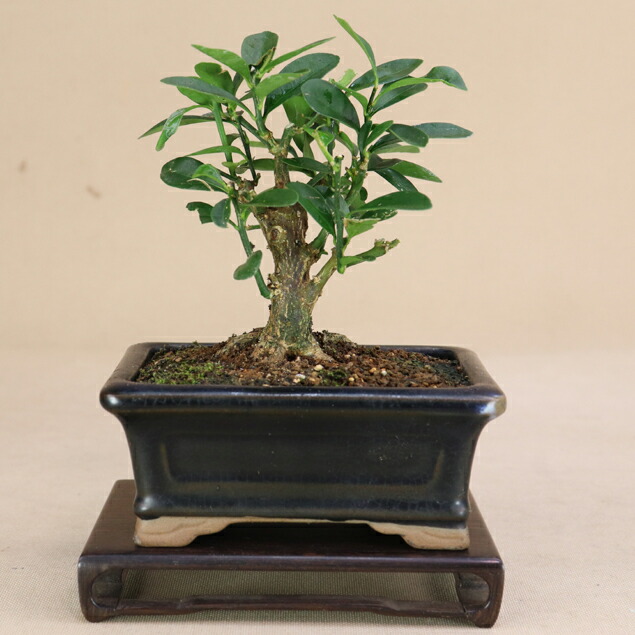 楽天市場】【 キンズ / 金豆 】 将来性抜群の素材 小品盆栽（いよじ園