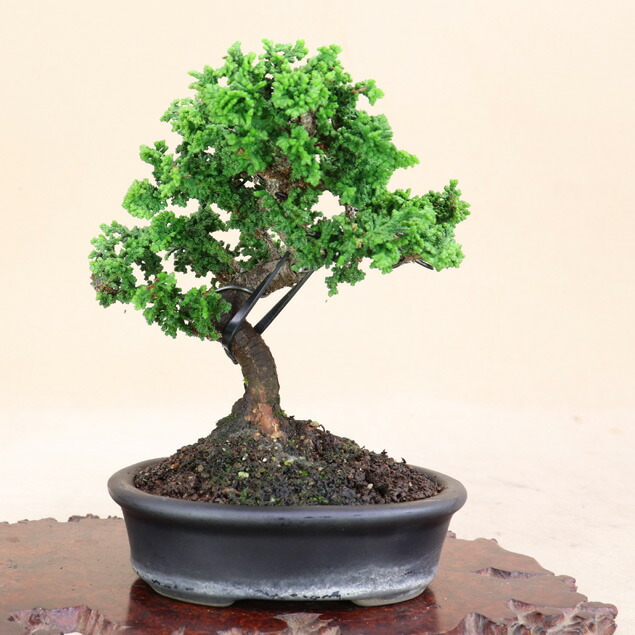 楽天市場】セッカヒノキ 3号(9cmポット) 【石化檜 石化ヒノキ】【盆栽