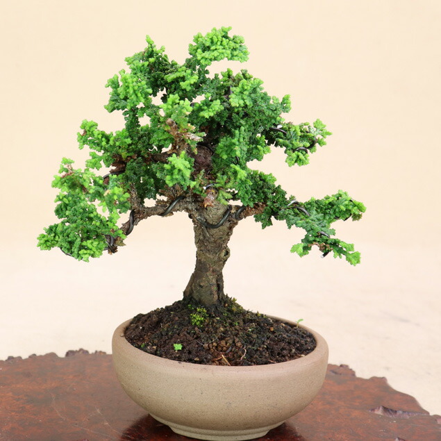 楽天市場】【 石化桧 / セッカヒノキ 】小品盆栽 【松柏盆栽】【いよじ