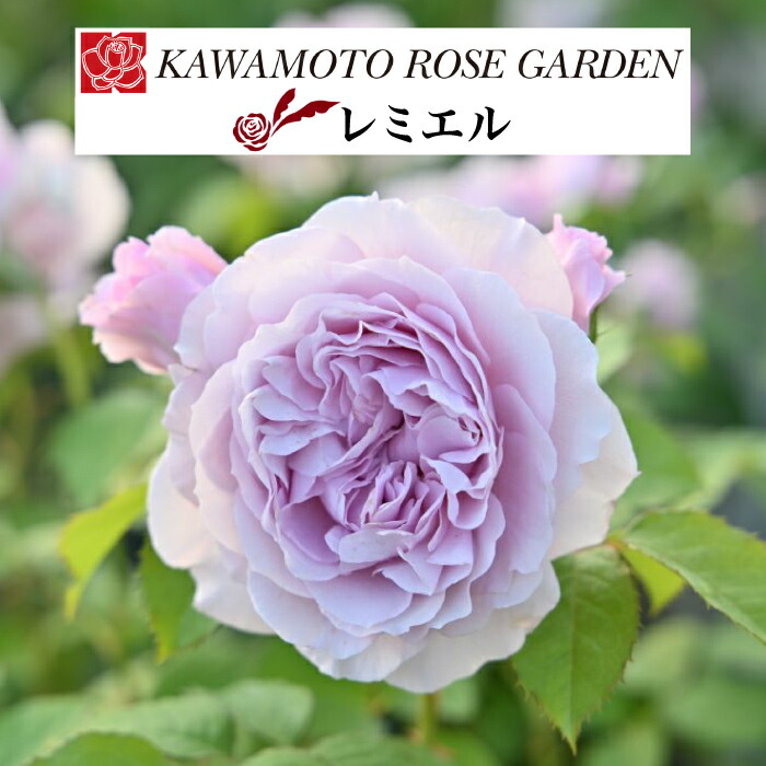 楽天市場】予約販売 【2025年秋新品種】 バラ 苗 バラ 新苗 河本バラ園