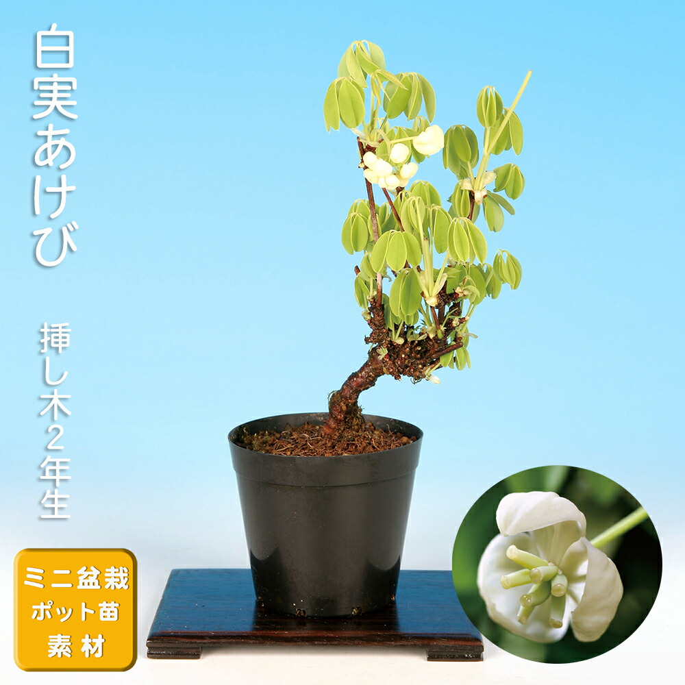 楽天市場】盆栽 五ッ葉あけび 挿し木18年生 アケビ 木通 実物盆栽 小品