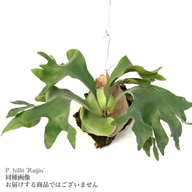 楽天市場】(現品) ビカクシダ 'トライデント' (TC) (No.41151