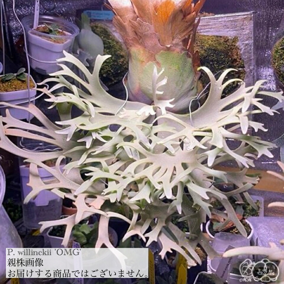 楽天市場】(現品) ビカクシダ ワンダエ 'ドワーフ' (TC) (No.41076