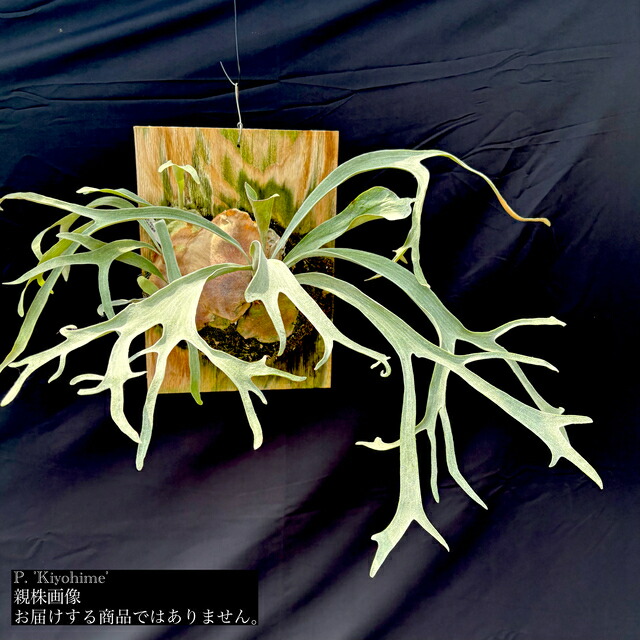 楽天市場】(現品) ビカクシダ 'キヨヒメ' (TC) (No.41168) (コウモリ