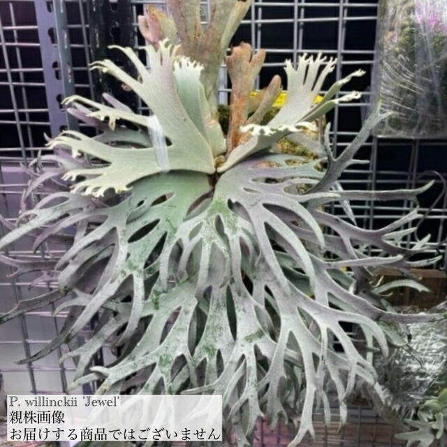 楽天市場】ビカクシダ ウィリンキー 'OMG' (TC) 3寸 (コウモリラン