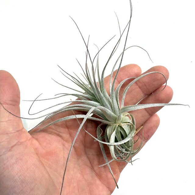楽天市場】チランジア ストラミネア M size (エアープランツ