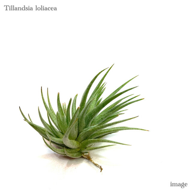 楽天市場】チランジア バンデンシス (エアープランツ ティランジア