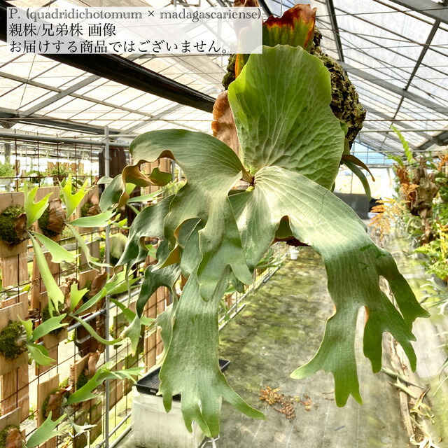 楽天市場】(現品) ビカクシダ 'エラワン' (pup) (No.40867) (コウモリ