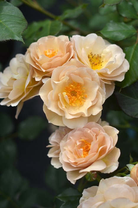 楽天市場】バラ苗【中苗】ラブロッシュ 国産苗 6号鉢植え品［農林水産