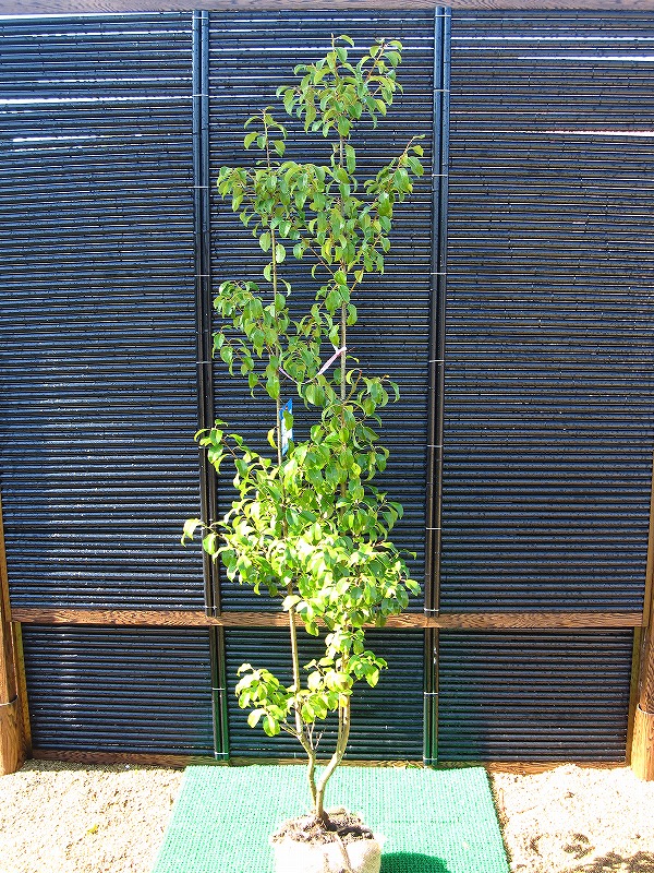 楽天市場】ソヨゴ 株立 樹高1.5m前後 露地苗 【剪定サービス＆支柱付き