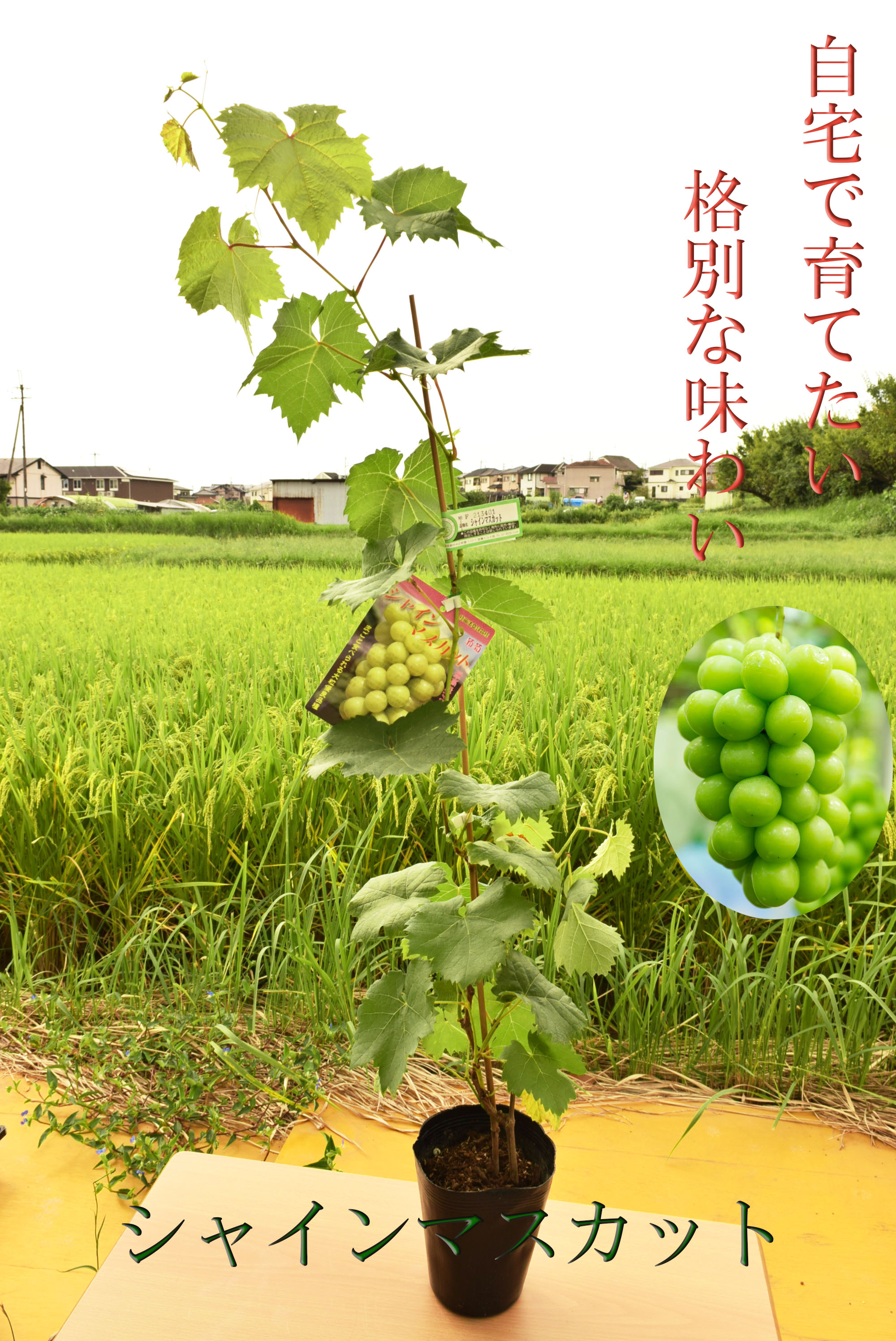 楽天市場】プレゼントに 2026年 これからは育てる楽しみ プレゼントに