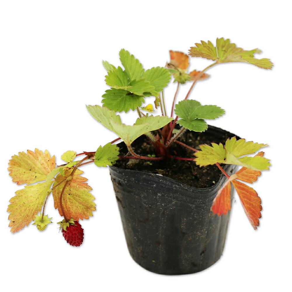 楽天市場】：【送料無料】 いちごワイルドストロベリーの鉢植え : 園芸