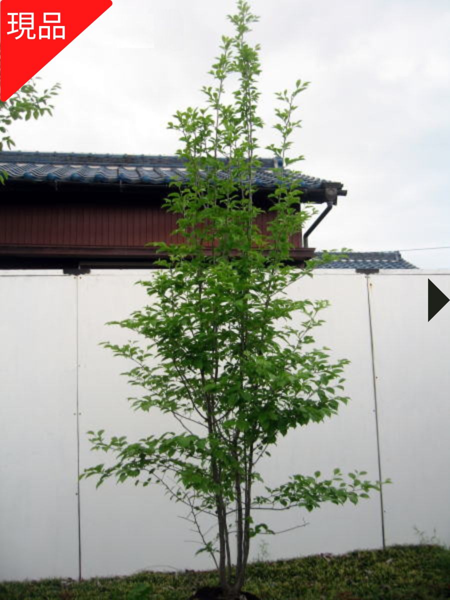 超良品。カツラ本株立ち2.4M(鉢底から)品番B 超良品。カツラ本株立ち