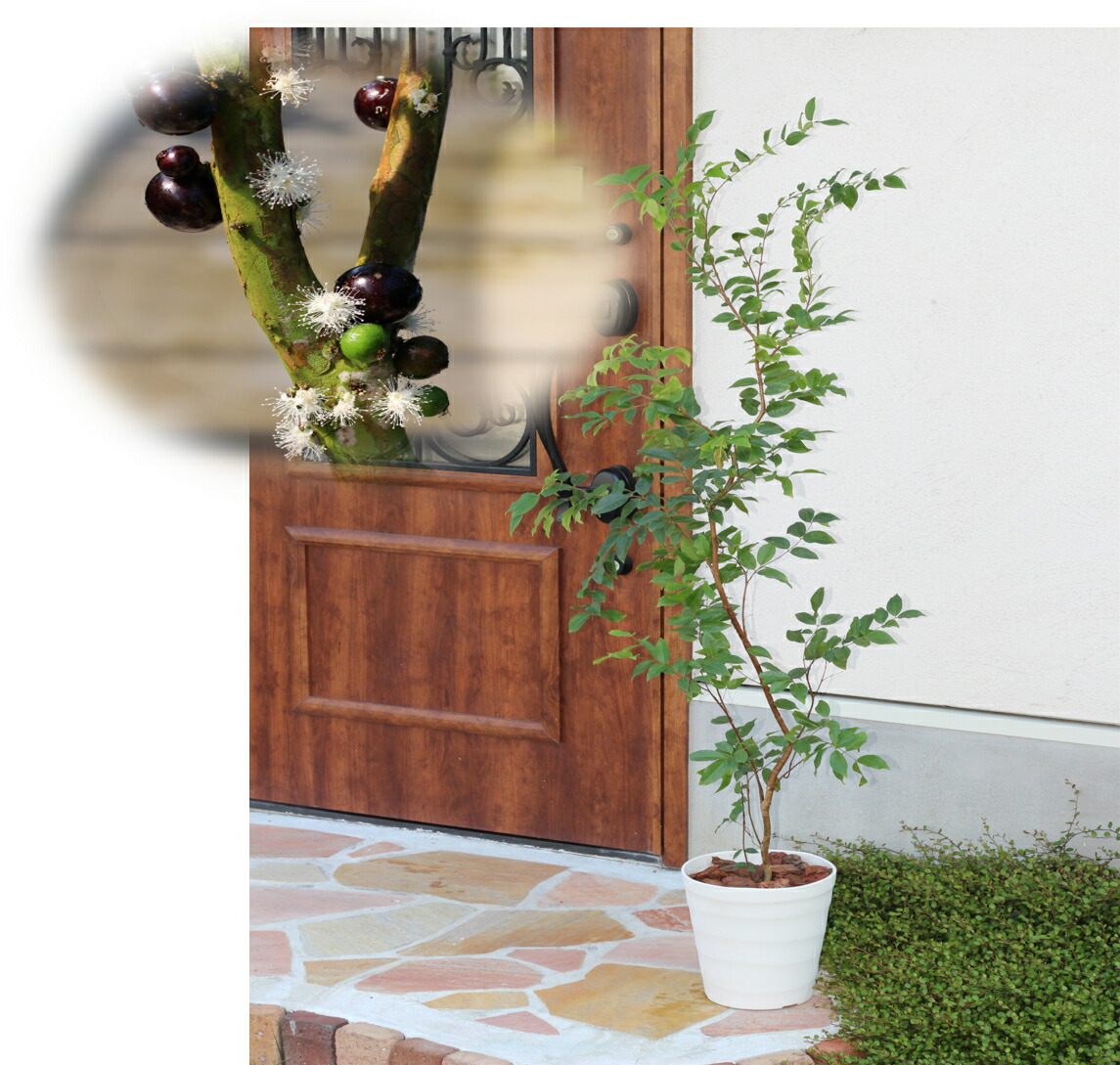 楽天市場】ジャボチカバ 苗 【四季成り 大実 ジャボチカバ】 ポット苗