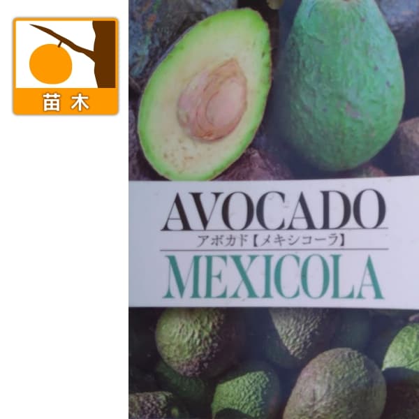 楽天市場】【ウィンターメキシカン種】 アボカド Aタイプ 1年生 接木