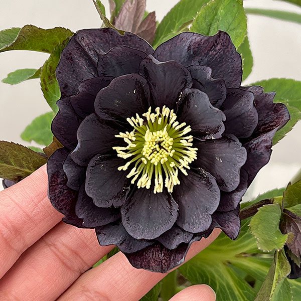 楽天市場】【現品】斑入りクリスマスローズ スノーフィーバー 5号 A496