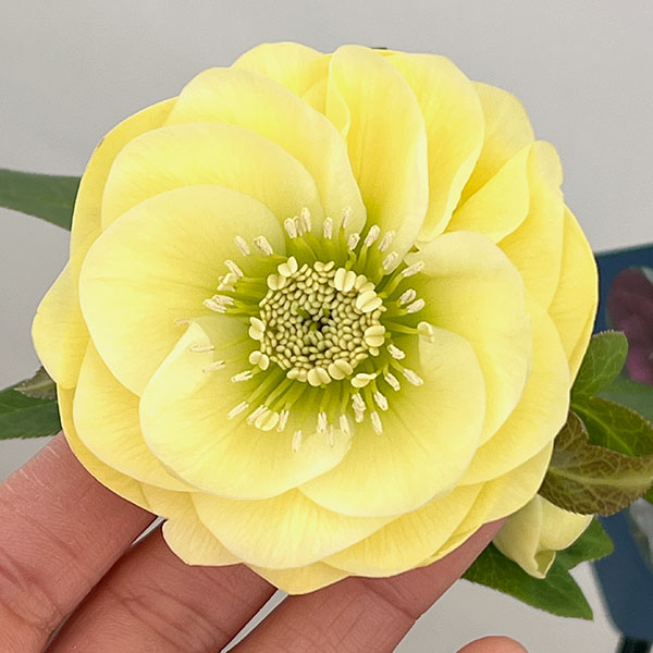 楽天市場】クリスマスローズ原種・アトロルーベンスダブル苗/販売/通販