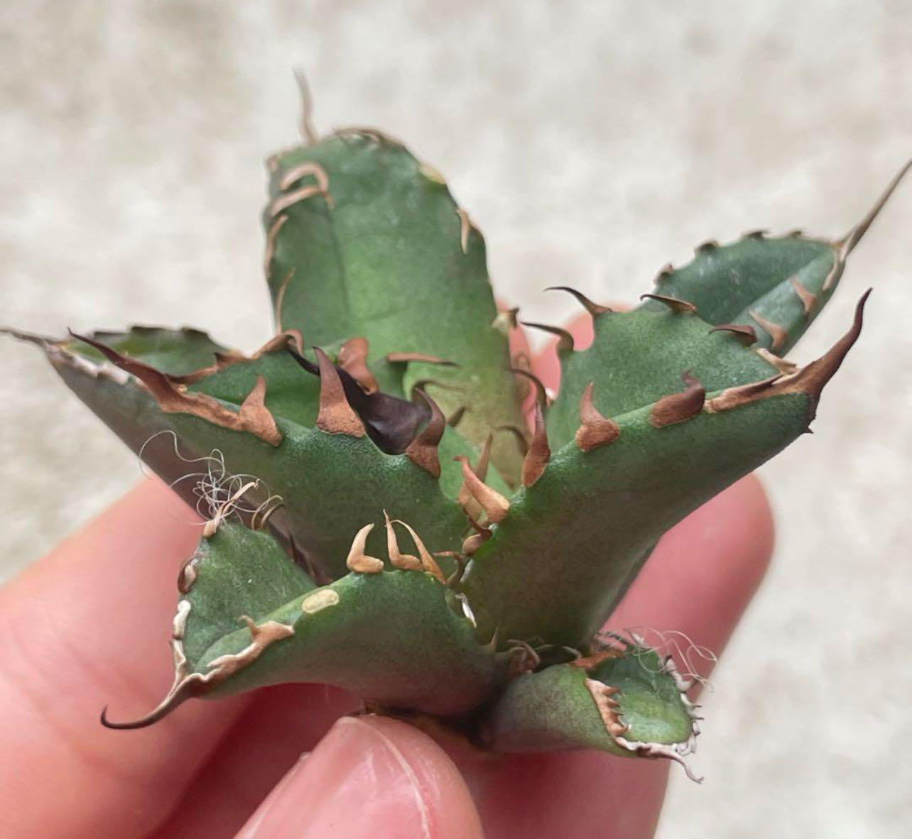 楽天市場】アガベ チタノタ （ HX)黒犀白鯨 スーパーチタノタ 悪魔くん