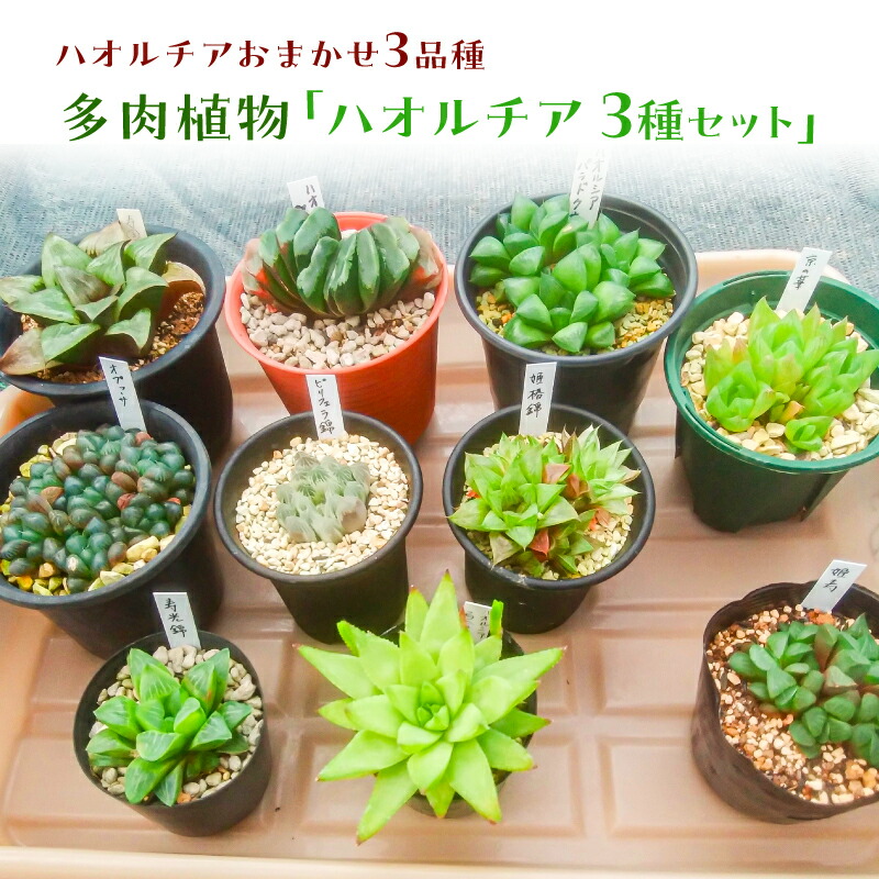 楽天市場】【ふるさと納税】多肉植物「ハオルチア 5種セット」 千葉県