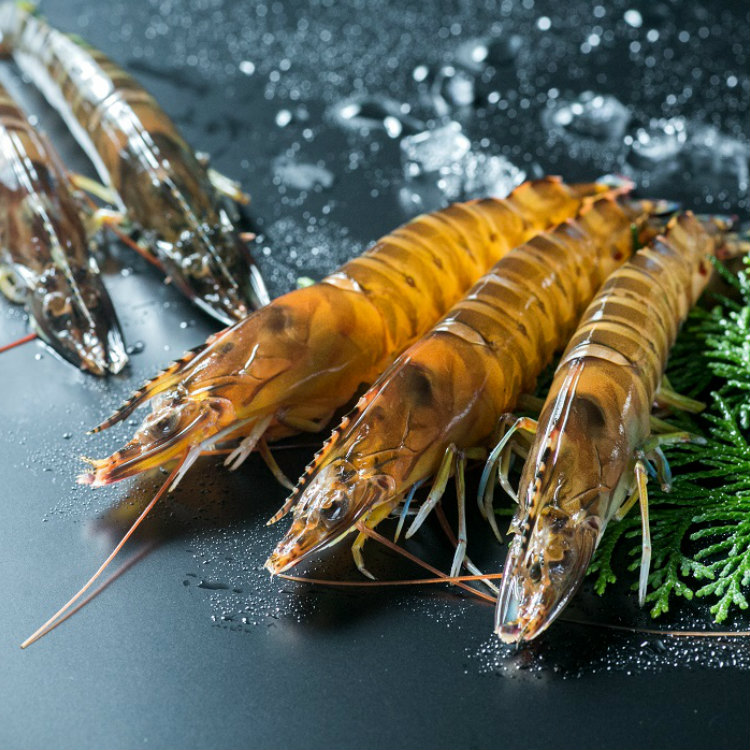 楽天市場】D090【ふるさと納税】活きあいおえび450g（10～18尾