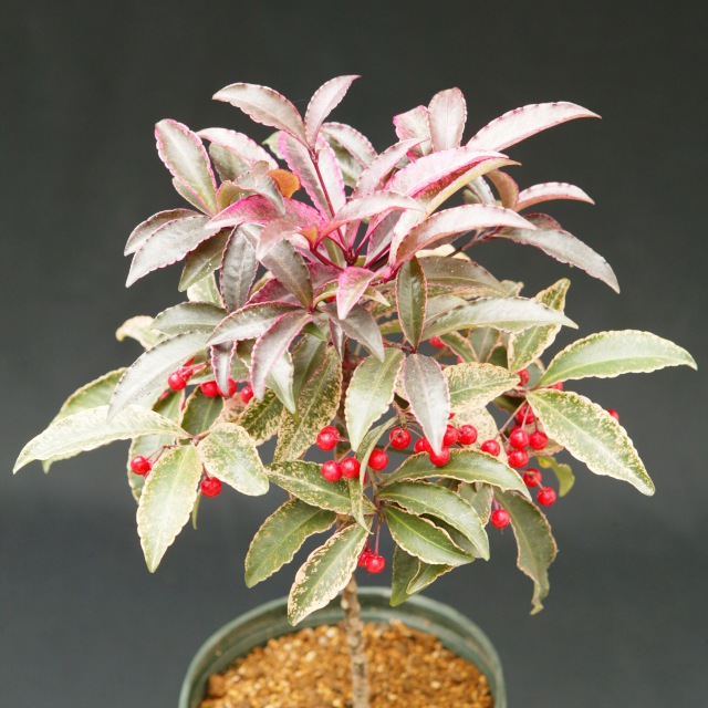 楽天市場】【クラッスラ属】金のなる木桜花月6号プラ鉢ポット(開花