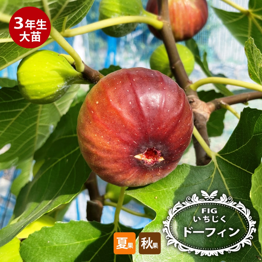楽天市場】いちじく 【サマーレッド】 3年生大苗 1m苗 【産地で剪定済