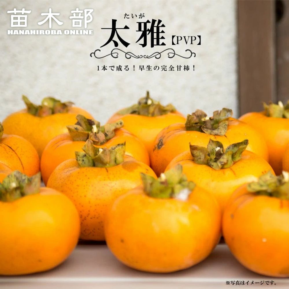 楽天市場】楽天スーパーセール対象商品 柿の苗木 【輝太郎 （きたろう