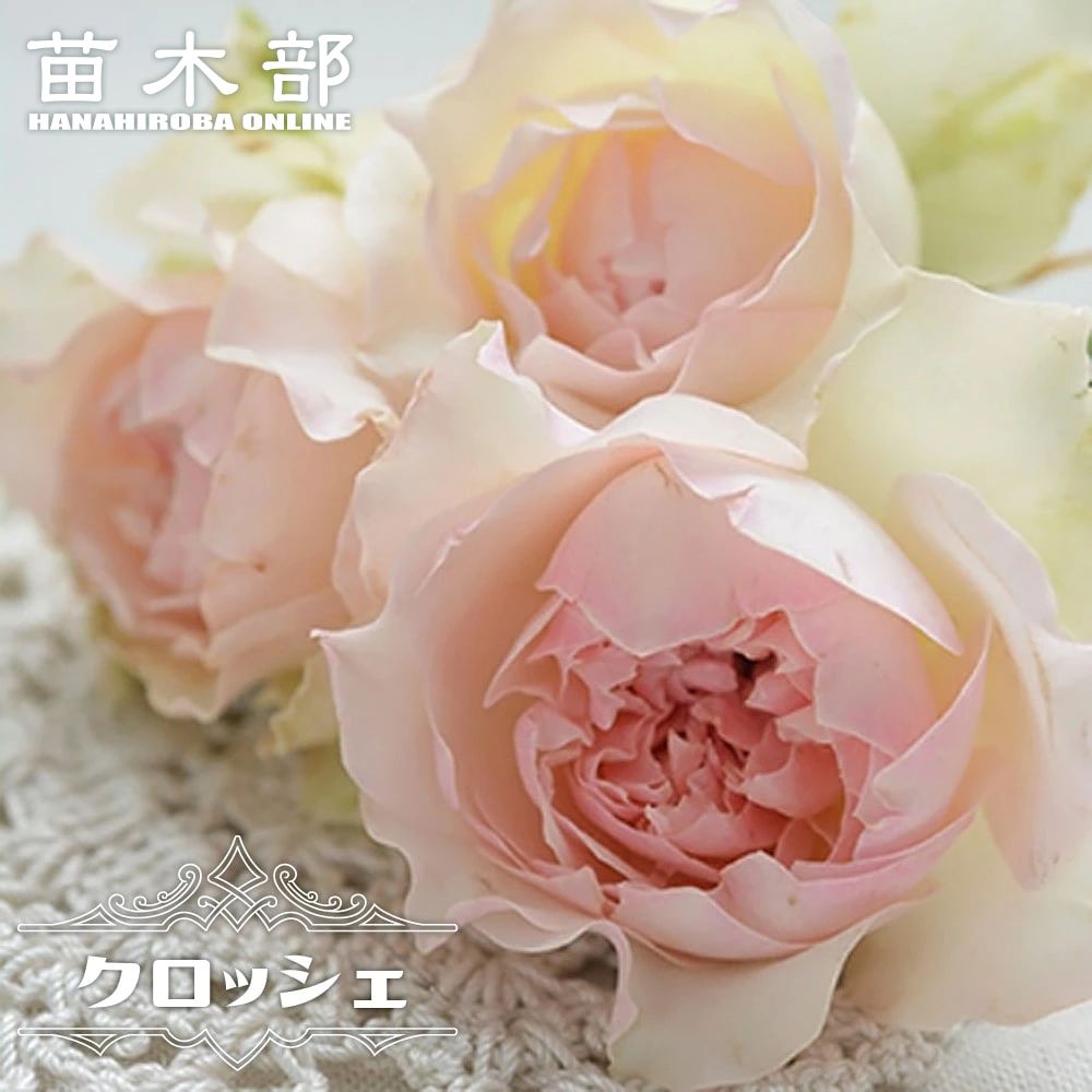 楽天市場】四季咲きバラ苗 【デンティベス】 2年生大苗 6号ポット