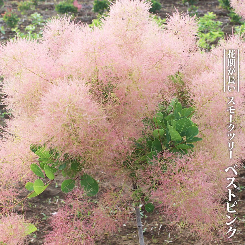 楽天市場】スモークツリー 【マロンシュシュ】 3号ポット苗 : 苗木部