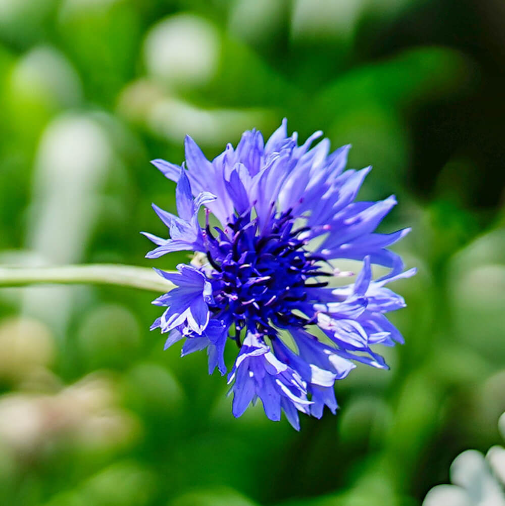 楽天市場】フロックス 【フレームライトブルー】 3号ポット苗 : 苗木部