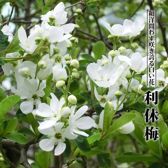 楽天市場】雲竜梅 (ウンリュウバイ) 根巻き大苗 大型宅配便・大梱包