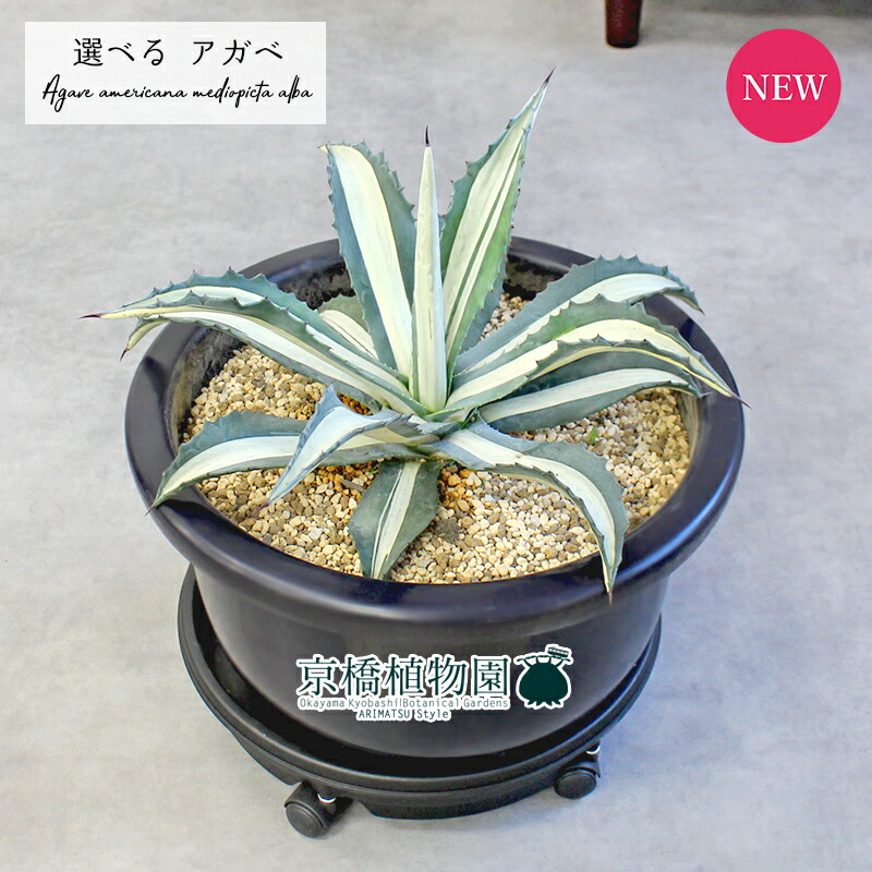 楽天市場】【現品・現物】大型！アガベアメリカーナ中斑、メディオ