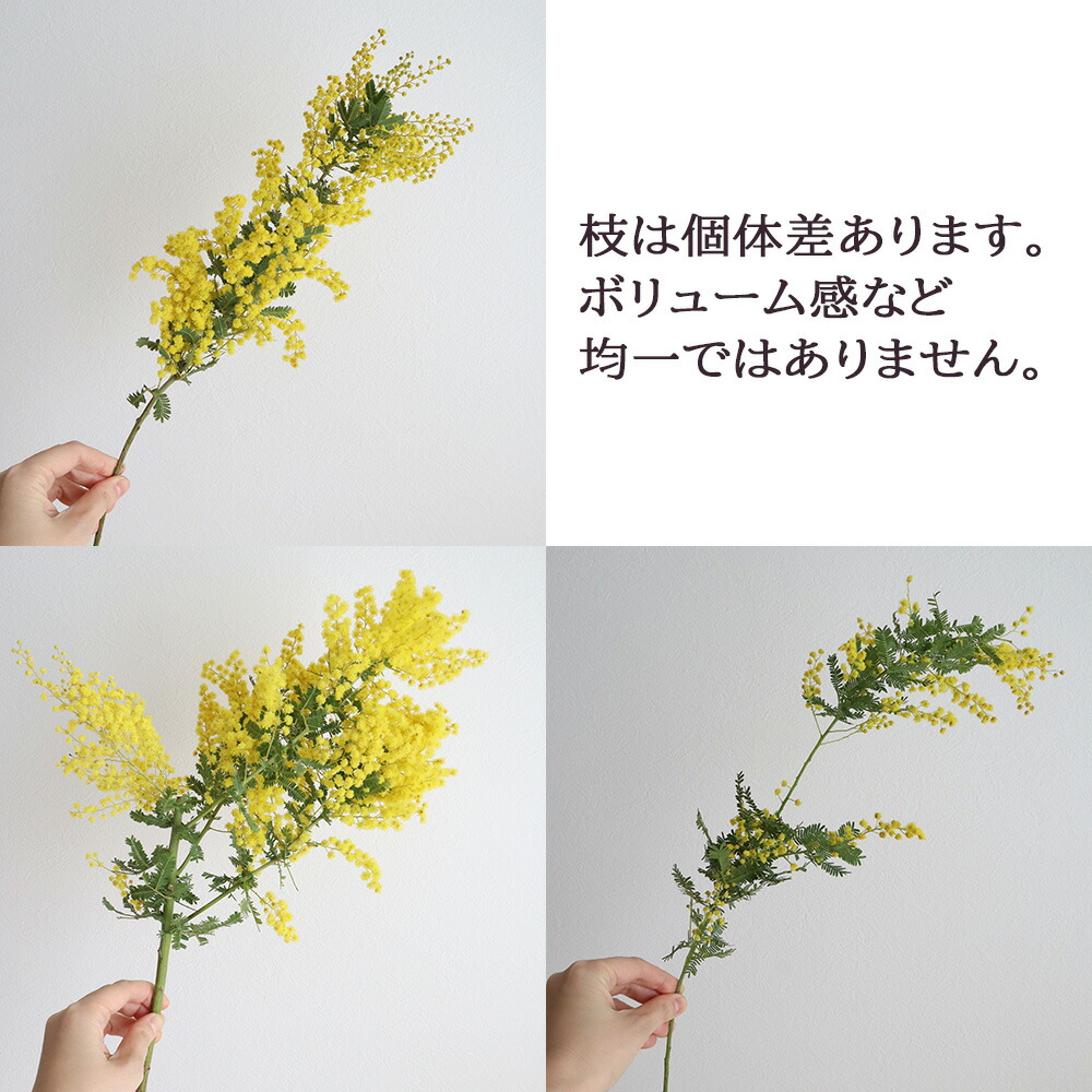 生花】国産ミモザアカシア（40-50cm）【OR-63】[5本]