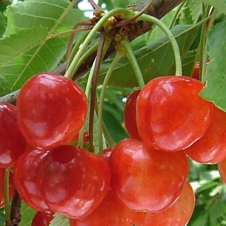 楽天市場】[楽天市場店限定価格] ◇グリゴー スーパーSALE