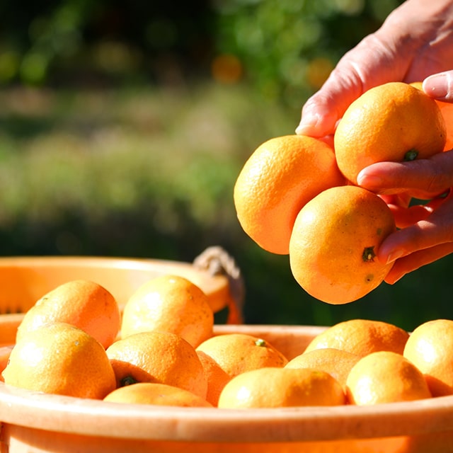 楽天市場】□優良2年生大苗□ みかん 苗木 【種なし小みかん 無核紀州