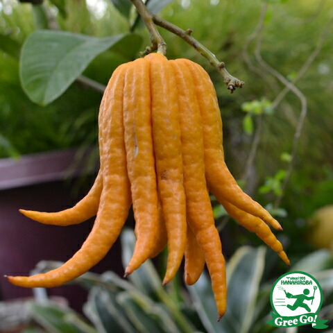 楽天市場】[楽天市場店限定価格] ◇グリゴー スーパーSALE◇ みかん