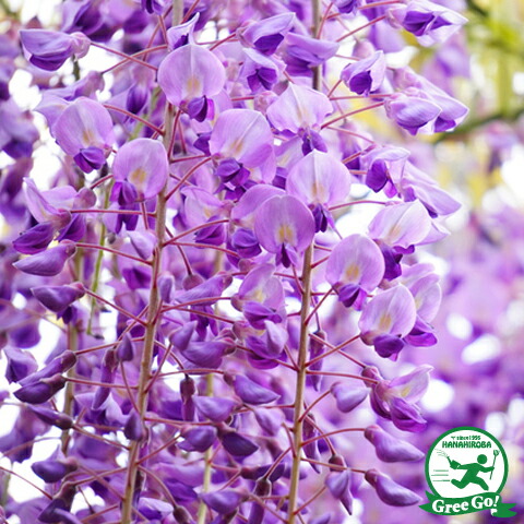 楽天市場】[楽天市場店限定価格] ◇グリゴー スーパーSALE◇ 藤 苗