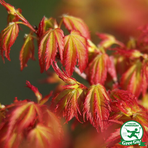 楽天市場】[楽天市場店限定価格] ◇グリゴー スーパーSALE◇ もみじ