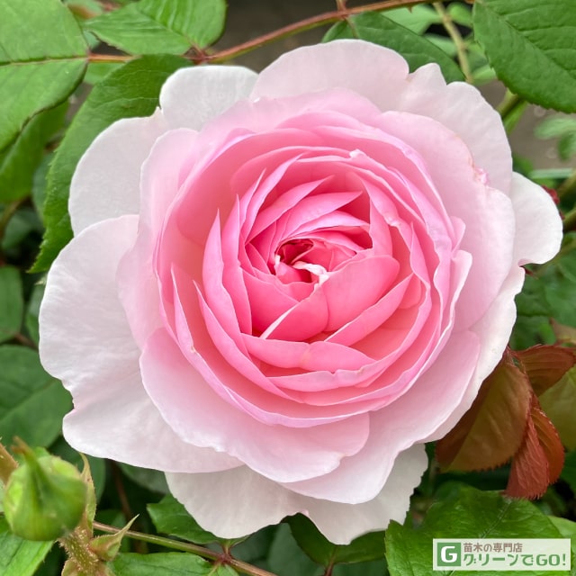 楽天市場】[楽天市場店限定価格] ◇グリゴー スーパーSALE◇ バラ苗