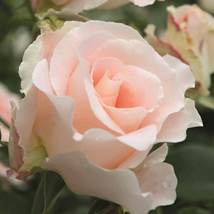 楽天市場】[楽天市場店限定価格] ◇グリゴー スーパーSALE◇ バラ苗