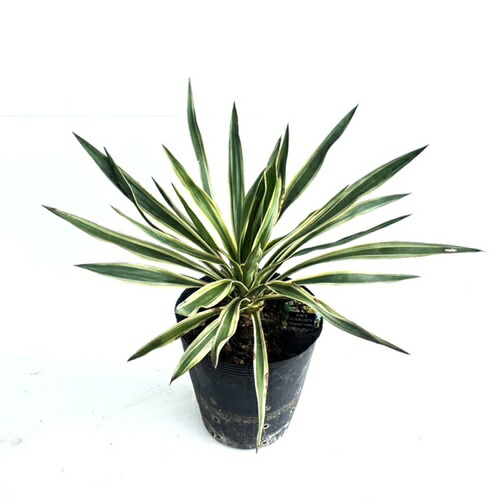 楽天市場】ユッカ 苗 【バナナユッカ】 ポット苗 ブルーユッカ