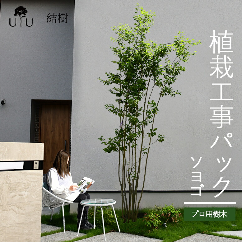 楽天市場】【施工付植木/近畿地域限定】 シンボルツリー 庭木 植木